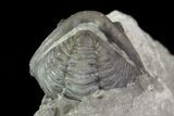 Wide, Enrolled Flexicalymene Trilobite In Shale - Ohio #67972-1